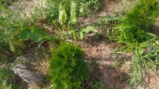 Туя Смарагд.Туя Брабант.Посадка туи смарагд