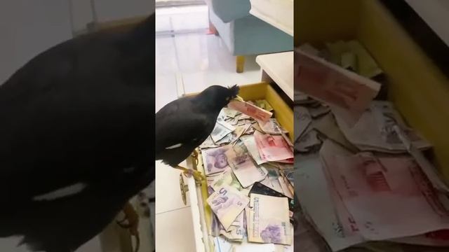 Мне б такую птичку))) смотреть онлайн