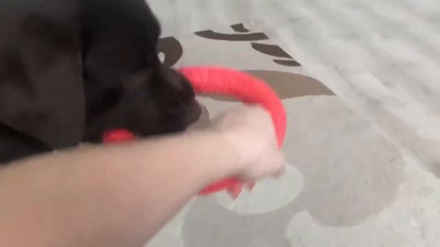 У животных ленивый день смотреть онлайн