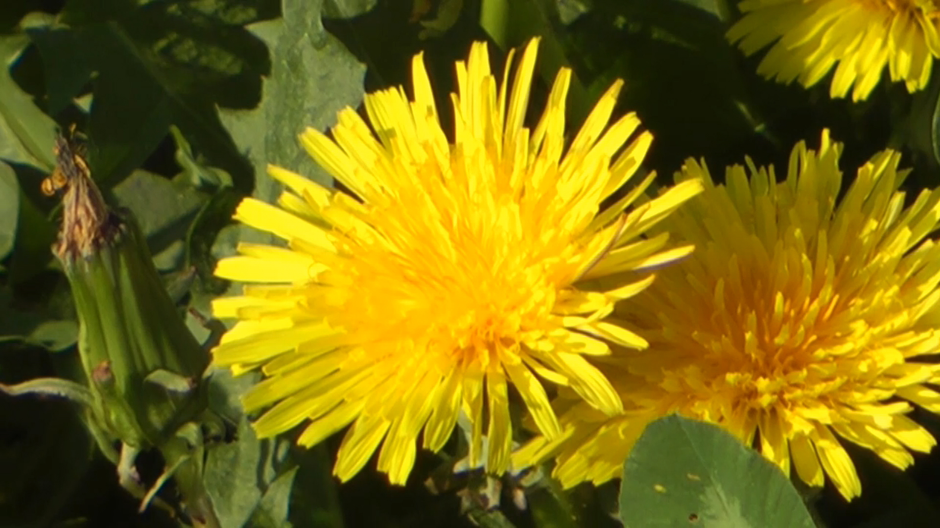 Деревенские зарисовки 2020.. Часть 2..mp4