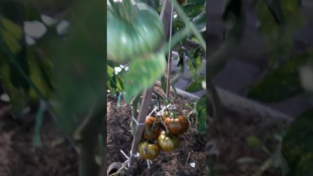 Томат Полосатый Шоколад урожай 2022 смотреть онлайн