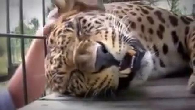 Маленькая кисуля любит ласку! смотреть онлайн