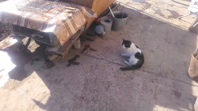 кролик целиком,в медово-горчичном маринаде на углях смотреть онлайн