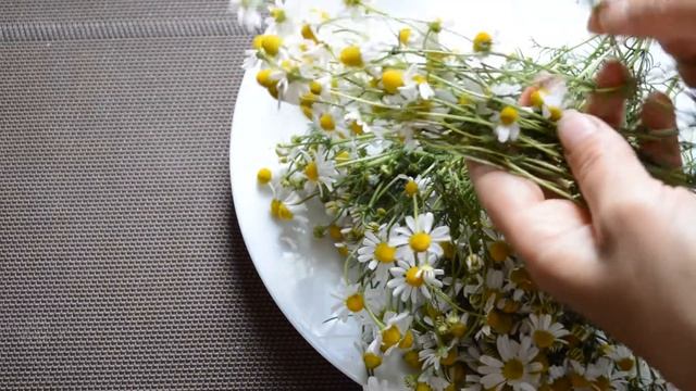 Заготовка РОМАШКИ ЛЕКАРСТВЕННОЙ - когда и как собирать, сушить, хранить. Сушка В КРОНЕ ДЕРЕВА! смотреть онлайн