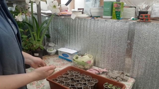 Фуксия. Для лучшего ветвления снимаю черенок. смотреть онлайн