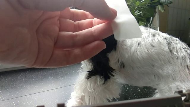 Как поставить уши Йорку и Биверу. Клеим уши Йоркширскому терьеру. смотреть онлайн