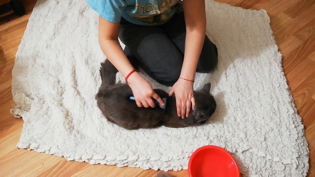 Фурминатор для кошек. Как вычесывать кота. Смотреть до конца! смотреть онлайн