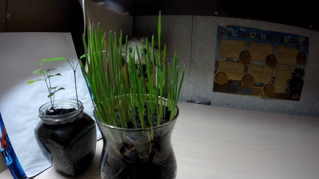 Рост пшеницы от зерна до ростков