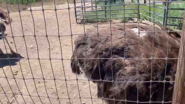 ? Страусы в Калифорнии ? 03.07.2020 смотреть онлайн