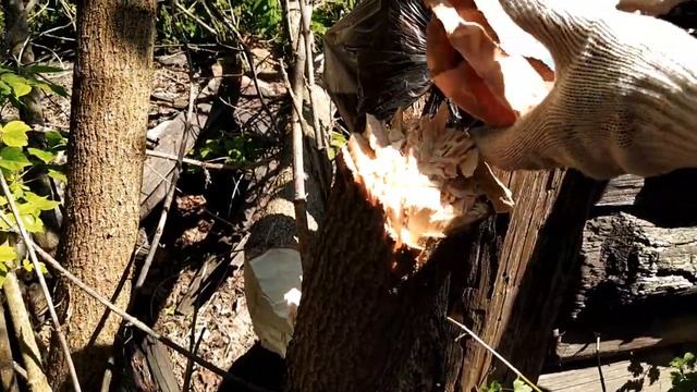 Удаление деревьев на участке доступным способом смотреть онлайн