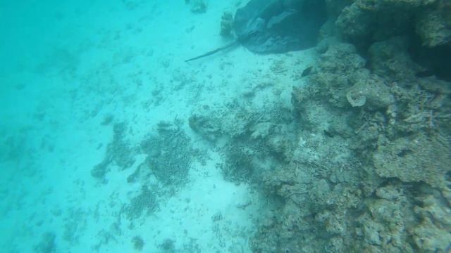 Скат в Индийском океане смотреть онлайн