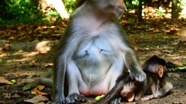Look How Mom Anna React She Look Really Hungry After Get Down On Tree смотреть онлайн