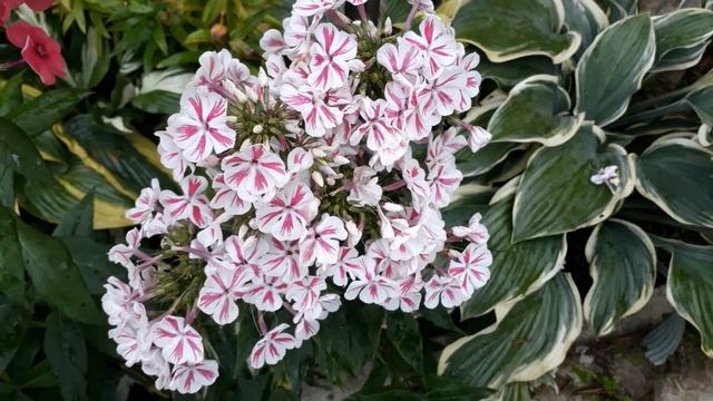 #phlox #Twister #флокс / Флокс метельчатый Твистер  (лат.  Phlox Paniculata  Twister). Краткий обзо