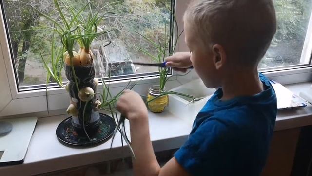 Миша ТВ. Как Миша вырастил зеленый лук на окне