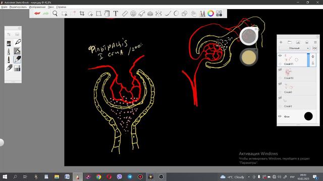 Нефрон (8 клас)