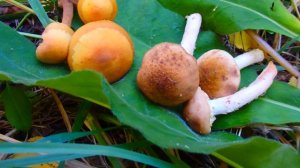 Грибы  опята ! Как отличить настоящие опята  от ложных ?