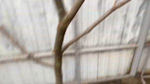 Вольер для белок // Алтайская белка// содержание белок в домашних условиях