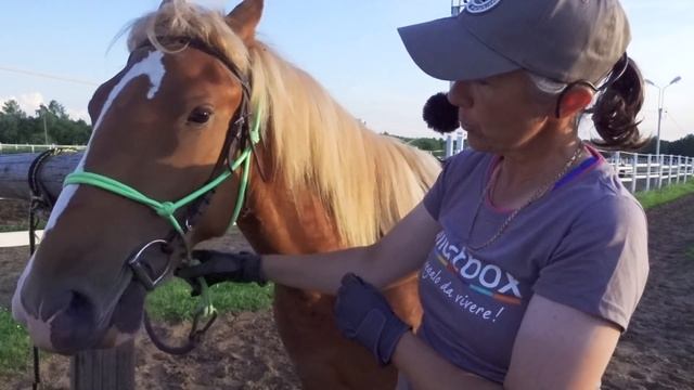 Тест мягких и традиционных средств управления лошади. О важности точности средств управления. смотреть онлайн