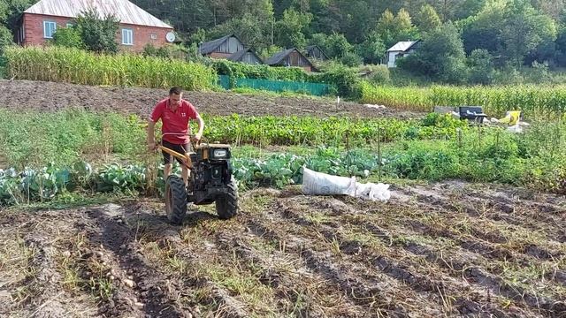 Копаем картошку под мотоблок смотреть онлайн
