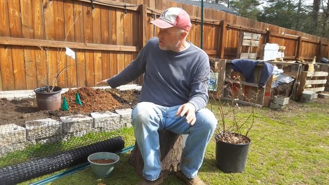 Planting Blueberries Bushes With The Stupid Gardener. Get The Right Blueberry Bushes For Your Area!