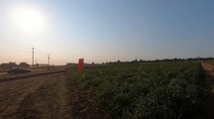 Американская ферма. Собираем урожай овощей в США. Цена на овощи у  фермеров.