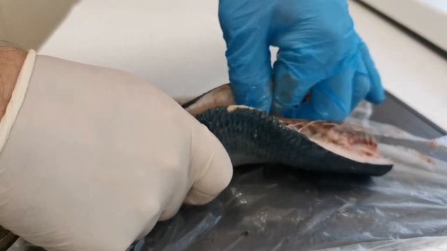 Как быстро и просто почистить селедку от костей. Способ которым пользуюсь очень давно. смотреть онлайн