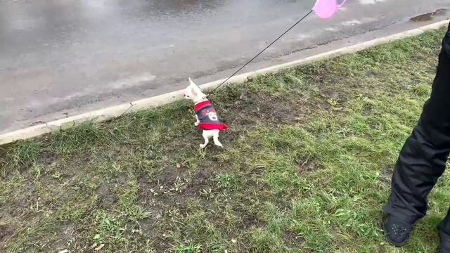 Чихуахуа. Лиза на прогулке. смотреть онлайн