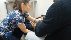 ЖЕНЯ ПОМОГАЕТ ДОКТОРУ ДЕЛАТЬ УКОЛ || ПРИВИВКА СОБАКЕ || ДЕВОЧКА и АЙБОЛИТ