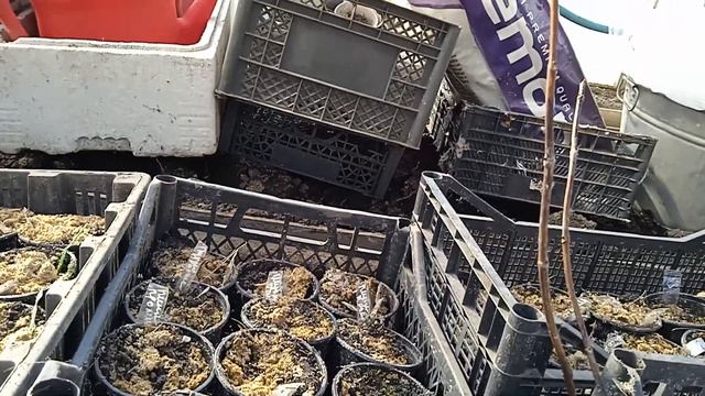 ЗАМАЗЫВАЮ ТРЕЩИНЫ В КОРЕ СУПЕРСРЕДСТВОМ!!!! смотреть онлайн