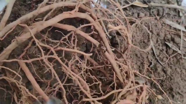 Root bound plant को same pot मैं कैसे रिपोट करें, repotting song of india, root cutting/pruning,fre смотреть онлайн