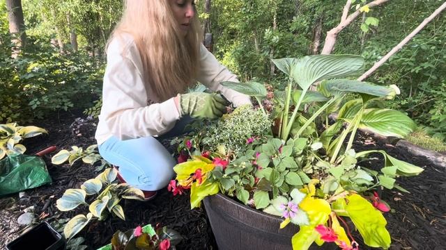 Planting a Shade container: Euphorbia, Canary Wing & Big Begonia, Lamium & Hosta from the landscape смотреть онлайн