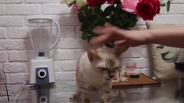 IRBIS - N  24 33, Snow Bengali Kitten Boy /  SOLD IN CHINA