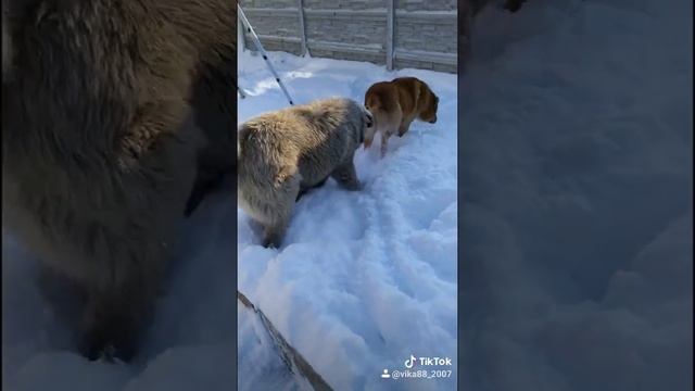 Кавказская овчарка и алабай гуляют зимой смотреть онлайн