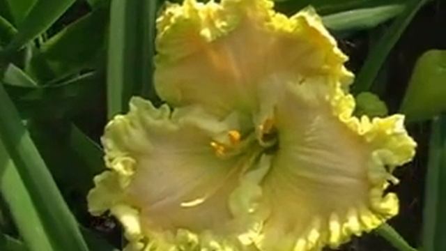 Лилейник daylily JARAD смотреть онлайн