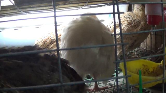 перепела  спариваются