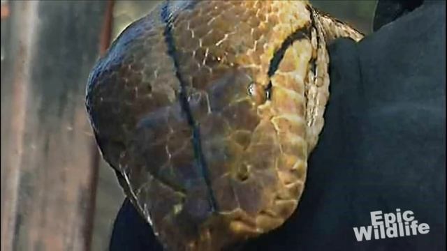 World's Longest Snake Guiness Book Record - Medusa смотреть онлайн