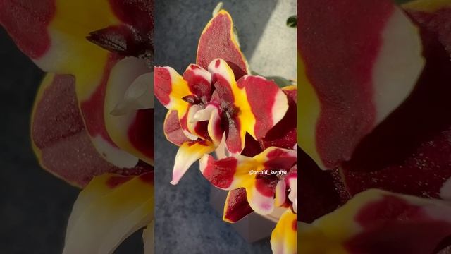 Phal. Yaphon Star Diamond ‘6602’ ⭐? Домашнее цветение яркой азиатской бабочки Яфон Стар Даймонд ? смотреть онлайн