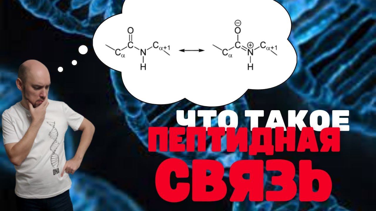 Что такое пептидная связь? Душкин объяснит смотреть онлайн