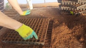 Сажаем рассаду капусты в кассетах