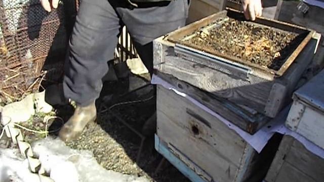 весенняя работа с пчелами - замена доньев у перезимовавших отводков смотреть онлайн