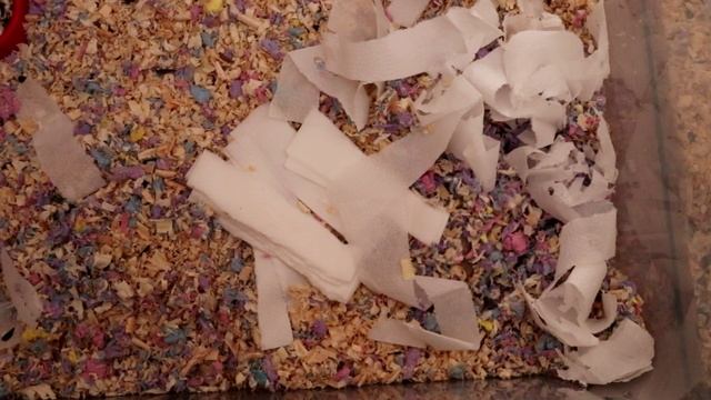 ХОМЯЧИХА СЪЕЛА ХОМЯЧАТ? / НОВОРОЖДЕННЫЕ ХОМЯЧКИ РОБОРОВСКОГО смотреть онлайн