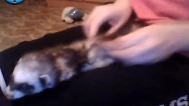 Хорьки тоже любят массаж) смотреть онлайн