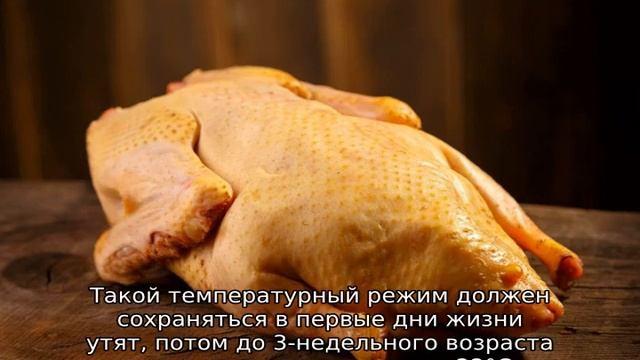 Утка Агидель — описание породы смотреть онлайн