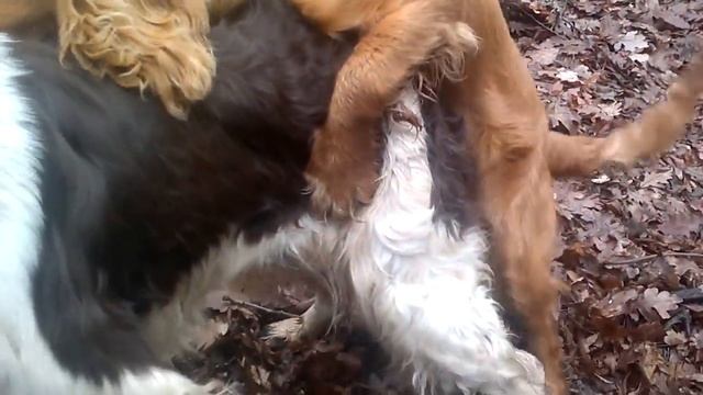 Най-добрия търсач на трюфели.. смотреть онлайн