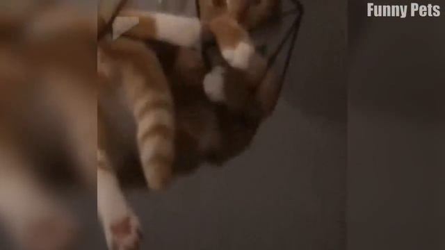 Я РЖАЛ ЦЕЛЫЙ ЧАС /СМЕШНЫЕ ЖИВОТНЫЕ/КОТЫ СОБАКИ И ДРУГИЕ/ТЕСТ НА ПСИХИКУ/ ПОПРОБУЙ НЕ ЗАСМЕЯТЬСЯ #72 смотреть онлайн