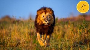 «Мохнатая азбука»