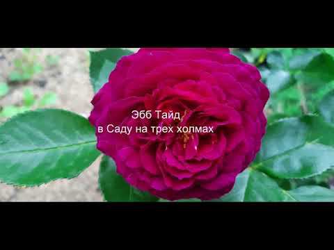 Эбб Тайд смотреть онлайн