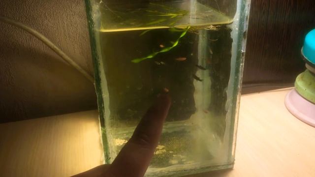 пополнение!мальки гуппи,меченосцы, моллинезия смотреть онлайн