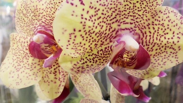Orchid Flowers | Relaxing Music смотреть онлайн