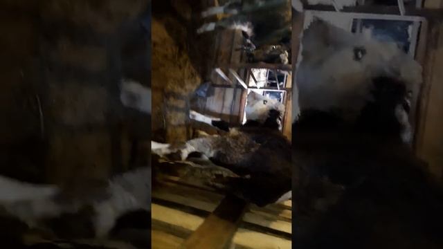 сарай для быков